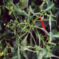 Distorted leaves caused by mites on pepper