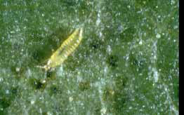 The western flower thrips nymph