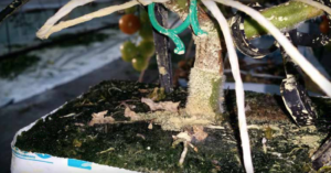 Stem lesion at graft union. (Courtesy of Gillian Ferguson, Ontario Ministry of Agriculture, Food and Rural Affairs, Ontario, Canada)