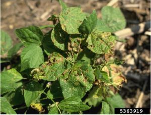 Figure 2. Shot-hole symptoms on brown spot infected leaves. Howard F. Schwartz, Colorado State University, Bugwood.org.