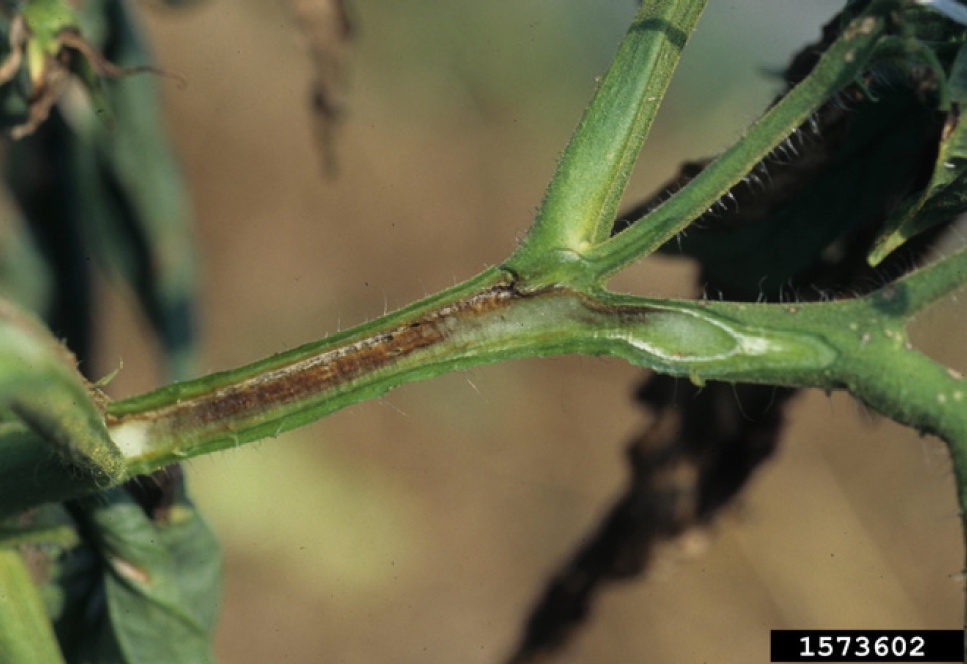 Figure 1. Internal discoloration of stem tissue from systemic bacterial canker infection. Gerald Holms, California Polytechnic State University at San Luis Obispo. Bugwood.org.