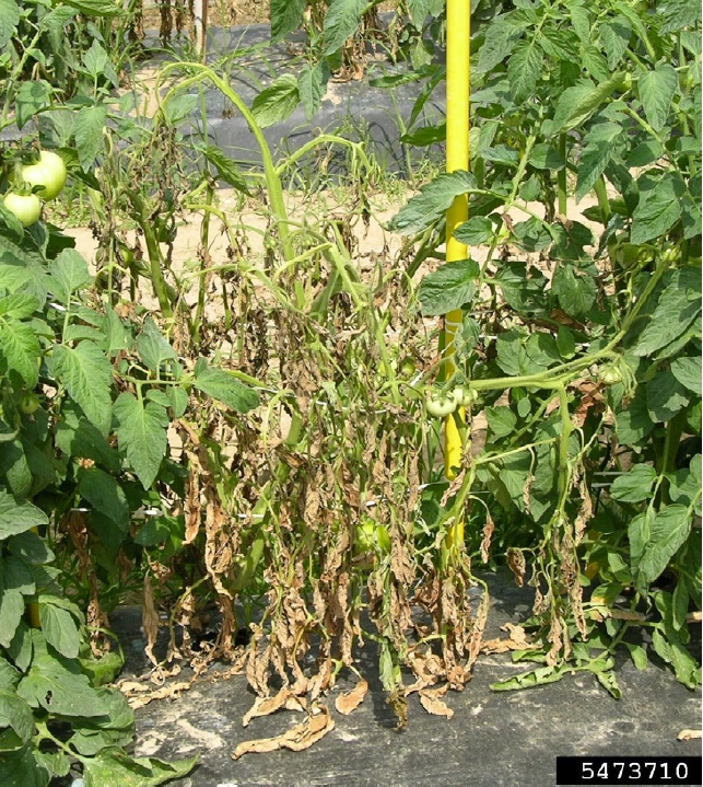 Figure 3. Symptoms of bacterial wilt on tomato. Don Ferrin, Louisiana State University. Bugwood.org.
