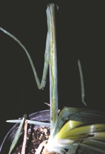 Figure 1. Symptoms of leaf streak infection.