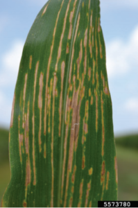 Figure 3. Lesions enlarge and coalesce resulting in substantial losses of photosynthetic leaf area. Vinicius Garnica, Bugwood.org.