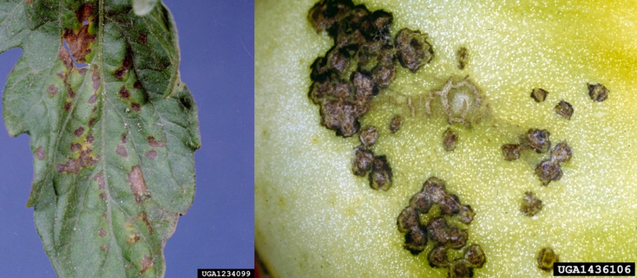 Figure 1. Foliar and fruit spot symptoms of bacterial spot. Clemson University – USDA Cooperative Extension Slide Series, Bugwood.org