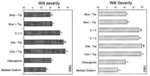 Figure 1. The effects of broccoli residue, with and without tarping, cauliflower followed by cauliflower, cauliflower followed by fallow, check treatment with tarp, check treatment without tarp, and two soil fumigants on the level of Verticillium wilt. Courtesy K. Subbarao—© APS. Reproduced, by permission, from Subbarao, K. V., Hubbard, J. C., and Koike, S. T. 1999. Evaluation of broccoli residue incorporation into field soil for Verticillium wilt control in cauliflower. Plant Dis. 83:124-129. (Click image to enlarge)