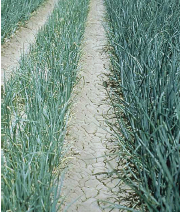 Figure 1. Nitrogen deficient onions (left) have more erect growth and pale green to yellow leaves.