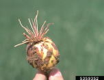 Figure 1. Symptoms of pink root on the roots of onion. Howard F. Schwartz, Colorado State University, Bugwood.org.