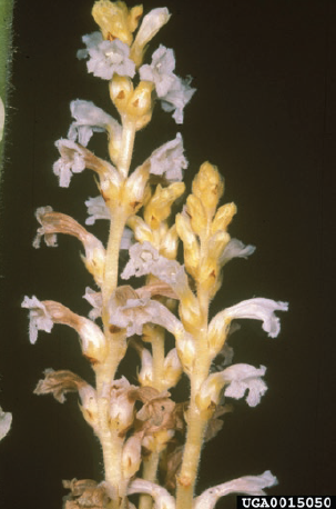 Figure 2. Stems and flowers of a branched broomrape plant. Lytton John Mussleman, Old Dominion University.