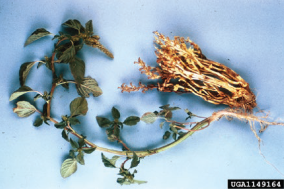 Figure 1. Symptoms of pink root on the roots of onion. Howard F. Schwartz, Colorado State University, Bugwood.org.