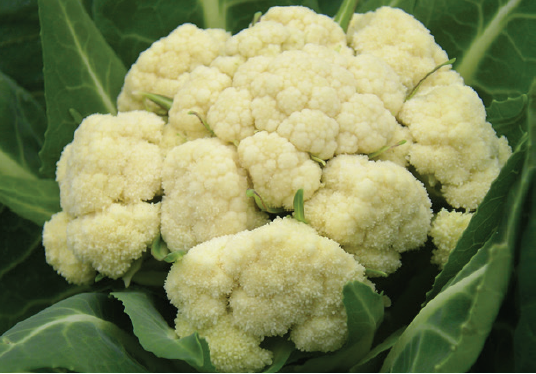Figure 3. Loose and leafy curds of cauliflower.