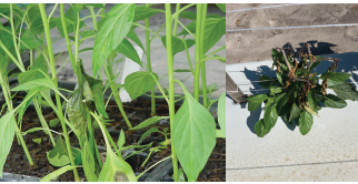 Figure 2. Leaf wilting (left) and branch die-back (right) resulting from Choanephora blight.