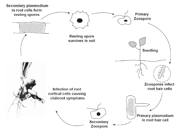 Figure 2. The disease cycle of clubroot on Brassica plants.