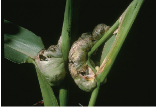 Figure 1. Galls of common smut developing on corn leaves. University of Illinois Extension