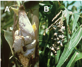 Figure 2. Common smut galls on corn (A) ears and (B) tassels. University of Illinois Extension.