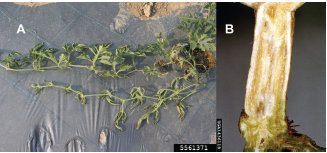 Figure 1. (A) Wilting vines of Fusarium wilt-infected watermelon. Cheng-Fang Hong, University of Georgia, Bugwood.org. (B) Vascular discoloration of a Fusarium wilt-infected watermelon stem. Clemson University - USDA Cooperative Extension Slide Series, Bugwood.org