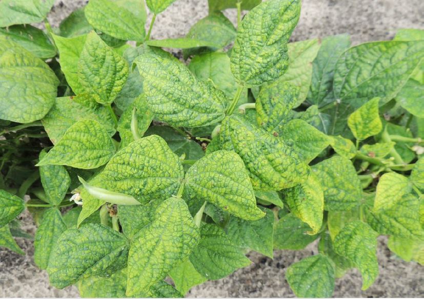 Figure 3. Foliar mosaic symptoms on CuLCrV infected snap beans.