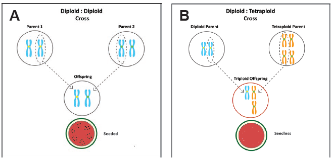 Figure 1. The process of parental lines contributing chromosomes during fertilization. (A) In a diploid:diploid cross each parent contributes one copy of each chromosome. (B) In a diploid:tetraploid cross, the diploid parent contributes one copy, and the tetraploid parent contributes two copies of each chromosome.