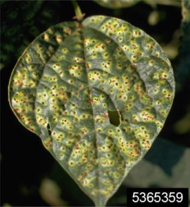 Figure 1. Bean rust pustules on a bean leaf. Howard F. Schwartz, Colorado State University, Bugwood.org