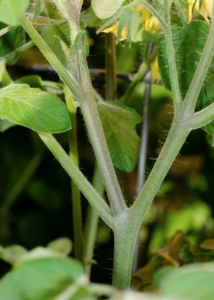 Figure 2. Large suckers should be removed with a sharp knife or shears to avoid the tearing of tissues.