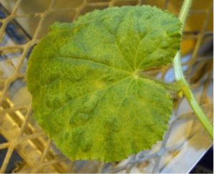 Figure 5. Foliar symptoms of Cucumber green mottle mosaic. Tera Pitman, UC Davis.