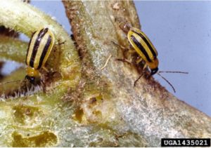 Figure 2. Striped cucumber beetles. Clemson University – USDA Cooperative Extension Slide Series, Bugwood.org