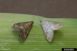 Figure 6. Adult European corn borer moths. Adam Sisson, Iowa State University, Bugwood.org