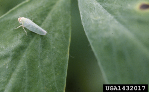 Figure 2. Potato leafhopper. Steve L. Brown, University of Georgia, Bugwood.org.