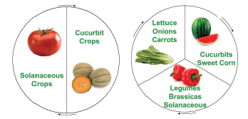 Figure 2. A simple 2-year crop rotation sequence