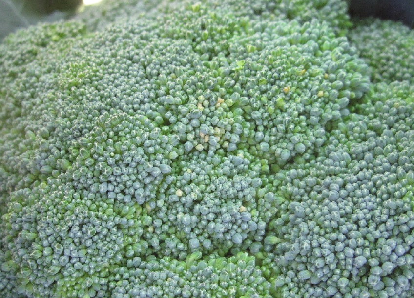 Figure 1. Yellowing floral buds are the initial symptoms of brown bead.