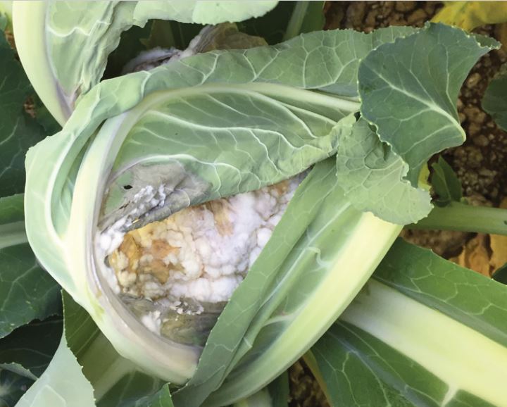 Figure 4. White mold symptoms on cauliflower.