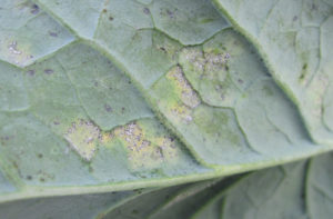 Figure 2. Foliar symptoms of downy mildew on broccoli showing the downy sporulation on the necrotic lesions.
