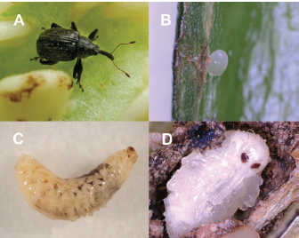 Figure 1. Foliar symptoms of ToBRFV on tomato: (A) mosaic discoloration of leaves, (B) leaf narrowing and distortion.