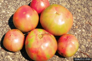 Figure 3. Fruit discoloration caused by flower thrips feeding. David Riley, University of Georgia, Bugwood.org.