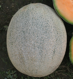 Figure 1. A mature melon should be fully netted from the stem end to the blossom end.