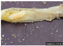 Figure 2. The larva, or maggot, of the seedcorn maggot (Delia platura) looks similar to onion maggot larva. Pest and Diseases Image Library, Bugwood.org.