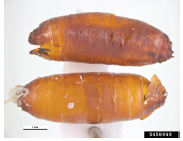 Figure 3. The pupal stage on the onion maggot overwinters in the soil. Whitney Cranshaw, Colorado State University, Bugwood. org.