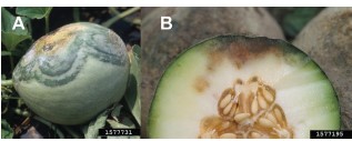 Figure 1. The effect of pH on the plant availability of three secondary macronutrients.