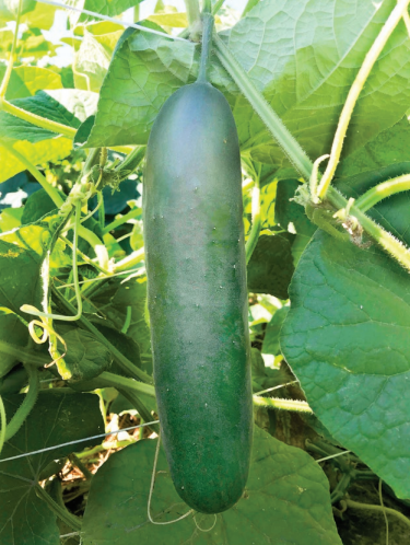 Figure 1. Cucumber fruit hanging from trellis netting.