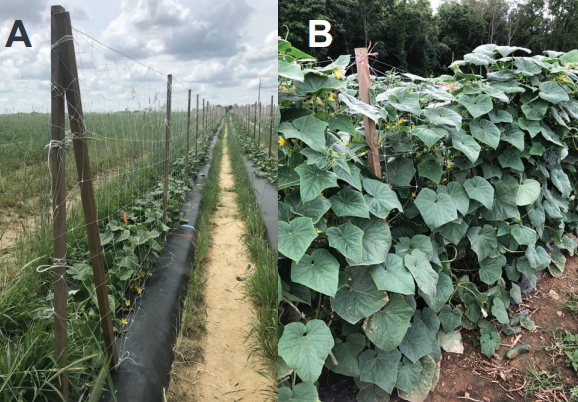 Figure 2. (A) A cucumber trellis system using a net suspended between regularly spaced poles. (B) Vines cover the trellis later in the season.