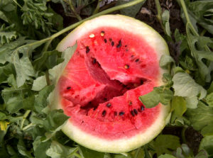 Figure 2. Internal symptoms of hollow heart.