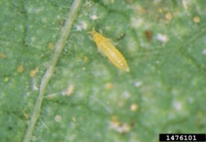 Figure 4. Western flower thrips. Whitney Cranshaw, Colorado State University, Bugwood.org.