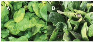 Figure 1. Foliar symptoms of spinach downy mildew: (A) irregular, chlorotic lesions form on the upper surface of the leaves, and (B) blue-topurple, downy growth develops on the undersides of leaves.