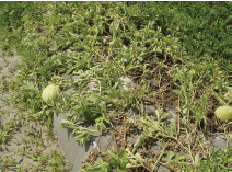 Figure 1. Symptoms of Pseudomonas leaf spot on pepper. (A) Pseudomonas leaf spots often lack the yellow halo commonly seen with bacterial spot. (B) Yellowing of the leaf can occur as lesions coalesce.