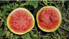Figure 1. Symptoms of Pseudomonas leaf spot on pepper. (A) Pseudomonas leaf spots often lack the yellow halo commonly seen with bacterial spot. (B) Yellowing of the leaf can occur as lesions coalesce.