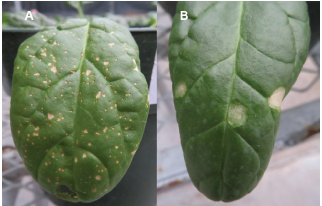 Figure 1. Symptoms of Septoria leaf spot on spinach. (A) Spots caused by S. vesicarium usually are tan with dark brown, well defined margins. (B) Spots caused by S. beticola are usually white to light brown with diffuse margins. Lindsey du Toit, Washington State University.