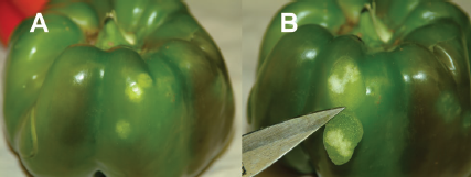 Figure 1. Symptoms of Pseudomonas leaf spot on pepper. (A) Pseudomonas leaf spots often lack the yellow halo commonly seen with bacterial spot. (B) Yellowing of the leaf can occur as lesions coalesce.
