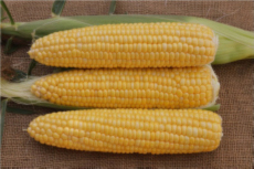 Figure 5. Kernels at milky stage.