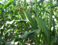 Figure 4. Dry, brown silks at R3.