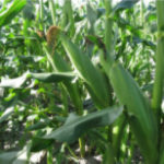 Figure 1. Sweet Corn ready for Harvest.